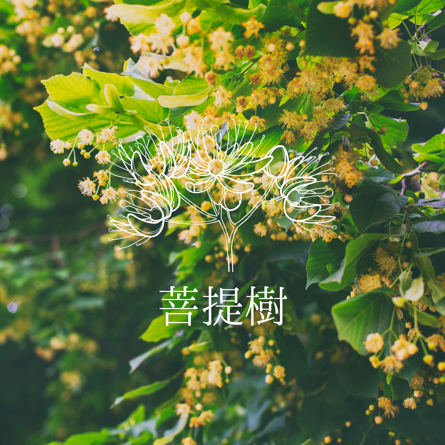 菩提樹フレーバー