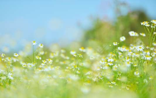 花吹けば、ハチは行く。｜朝翠訪問記