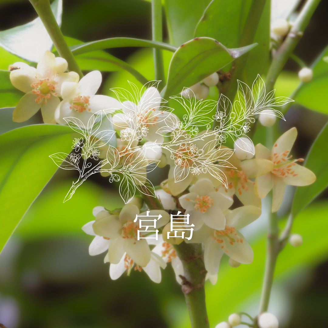 Stick Type 20本 [GIFT] – そのままハニー